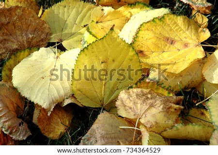 Beautiful autumn leaves lie on the ground. Can be used as background or as texture  