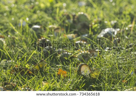Chestnuts on green grass in sunny autumn day light