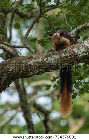 Malabar giant squirrel, (Ratufa indica)