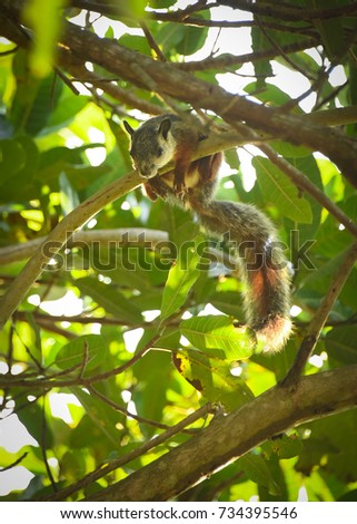Squirrel hanging on a branch