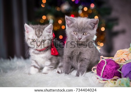 little kittens under a Christmas tree