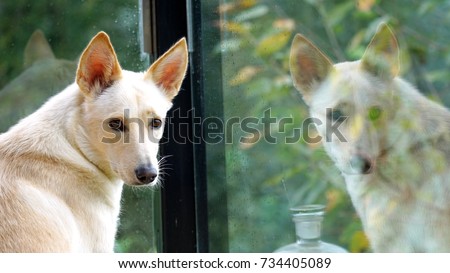 Reflection on the glass of my East Siberian Laika dog, Malinki. 