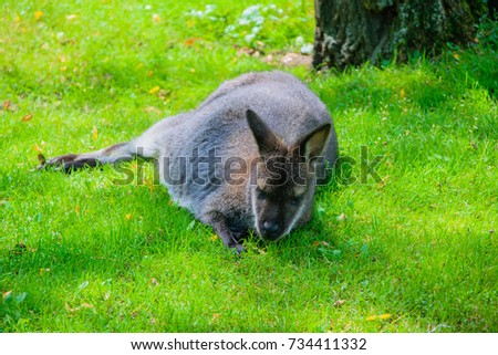 Kangaroo resting on green grass