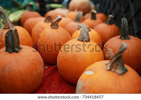 Pumpkins on display at a farmers market