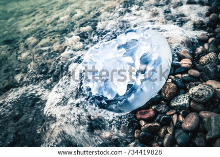Large jellyfish lies in water of the sea on the pebble beach. Toned picture