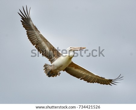 Spot-billed Pelican, a big water bird or wader, flying over water pond in water treatment plant, Petchaburi, Thailand. Lovely wild animal in natural habitat with white sky background, isolated.