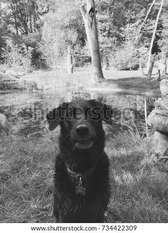 Black labrador dog sitting obediently - black and white
