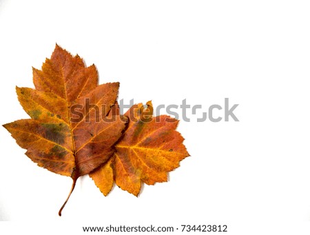 Two Bright Leaves Concept Season Autumn Top View White Background