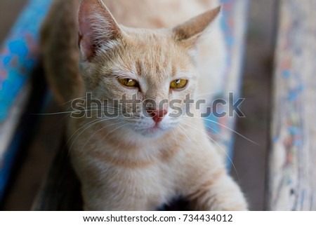 red tabby cat on the street