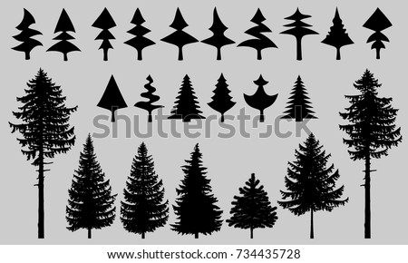 fir trees are isolated on a gray background, spruce