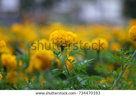 fresh marigold branch ,yellow flowers and green leaves
