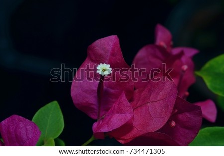 The Bougainvillea is an immensely showy, floriferous and hardy plant. Virtually pest-free and disease resistant, it rewards its owner with an abundance of color and vitality when it is well cared