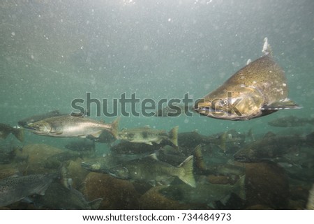 Underwater picture of many salmon swimming in the river during the spawning season. Taken near Chilliwack, East of Vancouver, British Columbia, Canada.