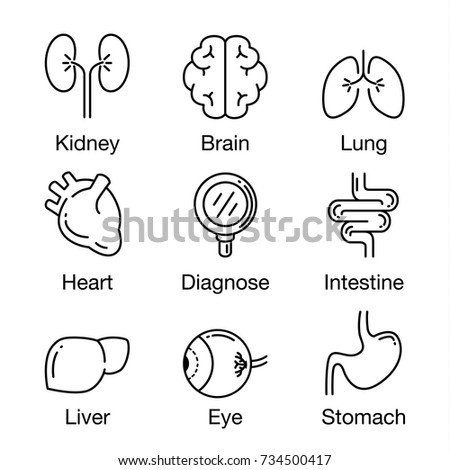 Human internal organ and in Magnifying glass icon at center. Illustration about health check up concept.