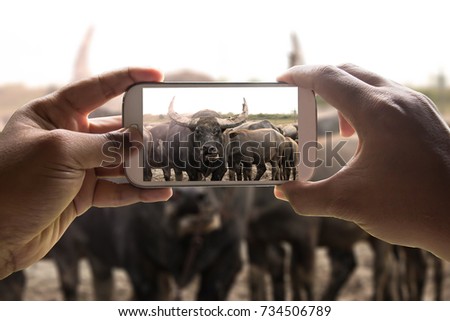 Hands Using Smart Phone With Take Photo  Buffalo