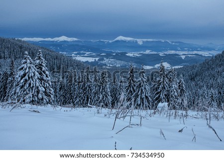 Beautiful Christmas nature background with snowy fir trees and blue mountains in winter.