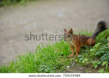 
Sciurus on a background of green grass