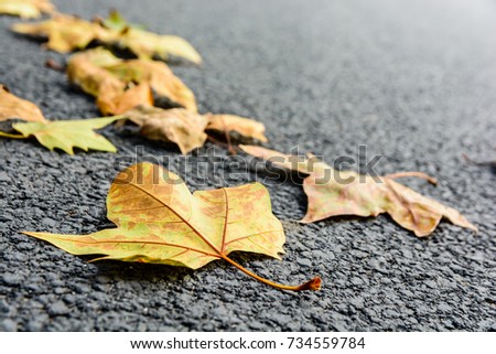 Dry leaves on the road. Close-up view of dead maple leaves lying on an asphalted road with shallow depth of field.