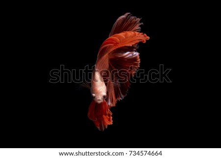Fancy betta fish, Orange siamese fighting fish on black background isolated
