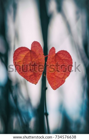Heartshaped red leaves at a Katsura tree during fall. Sweden