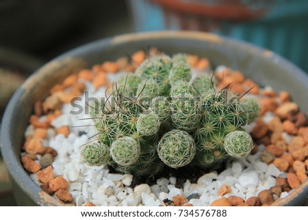 Little cactus on pot
