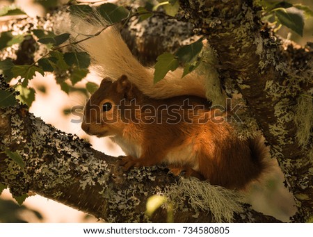 Red squirrel with a fluffy tail