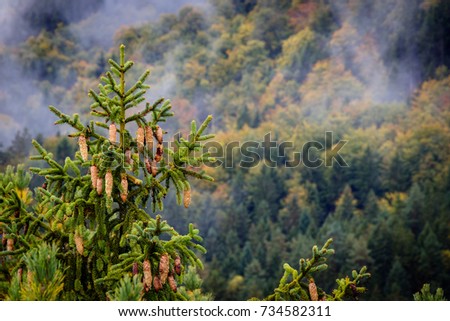 Bohemian Switzerland after a heavy rainfall in October in the Czech Republic. Close up of a fir tree with the clouds moving through the forest in the background