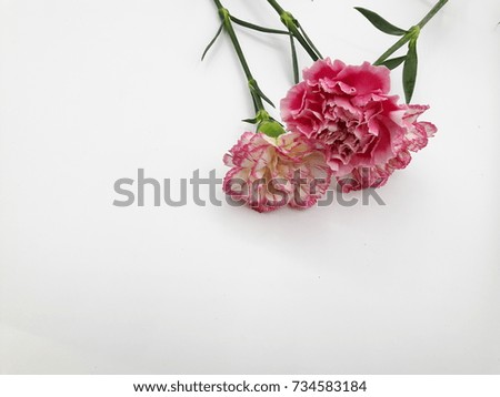 carnation  pink on white  background