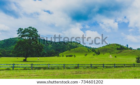 field of spring grass ,cow and mountain.