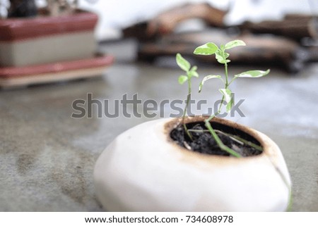 A green tiny baby tree grows from the soil inside a coconut seed.