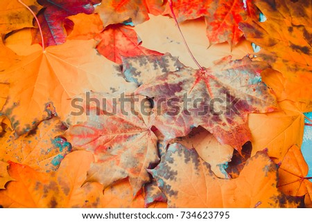 background of maple leaves
