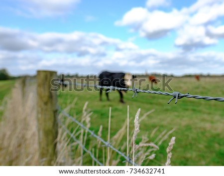 Close-up, shallow focus view of a barbed-wire fence seen at the boundary of a dairy farm, showing out of focus cattle in the background.