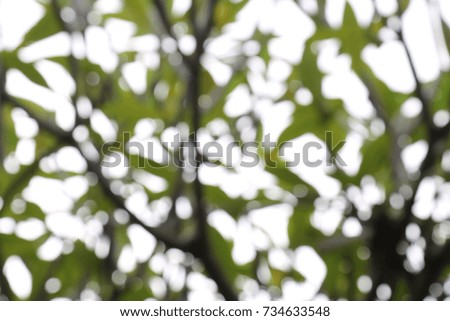 Abstract blur nature  background.
