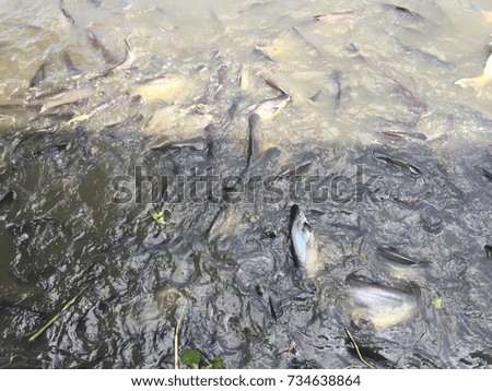 Group of many fish in the river are eating food with nature water background.