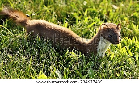 The stoat or short-tailed weasel (Mustela erminea), also known as the Eurasian ermine, Beringian ermine, or simply ermine
