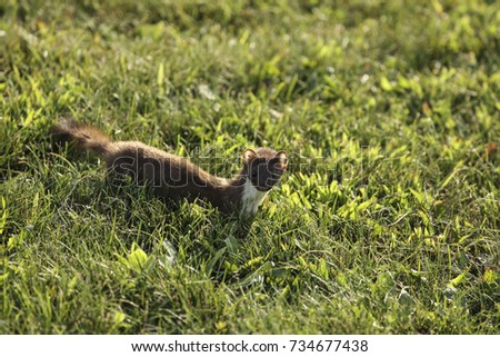 The stoat or short-tailed weasel (Mustela erminea), also known as the Eurasian ermine, Beringian ermine, or simply ermine