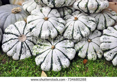 Background of miniature pumpkins in white and green colors laydown on the green grass in the garden for sale or import and export business.   