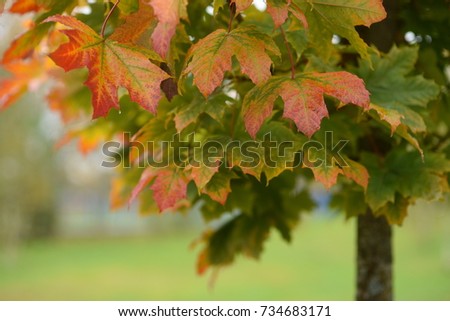 Colorful Autumn Leaves - beautiful background, fall in the forest