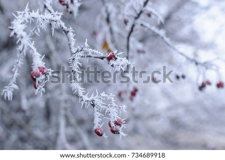 tree branches in hoarfrost berries Royalty-Free Stock Photo #734689918