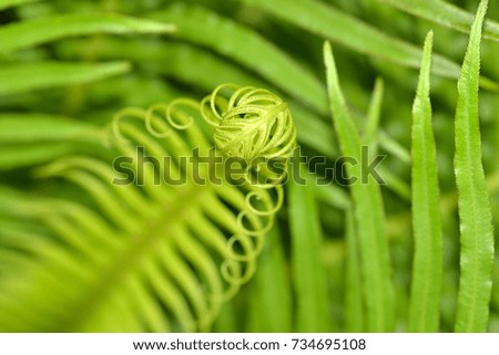 Closeup of fresh green fern with blurry natural background. selective focus.  