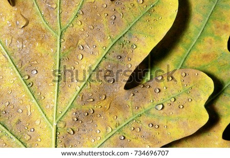 Bright leaves of oak in drops of water. Autumn leaves texture background.