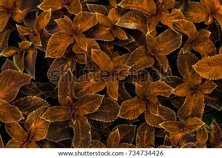 The Coleus plant with orange leaves in the flower bed