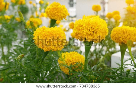 Beautiful marigold flower at the garden outdoors on morning sunshine day
