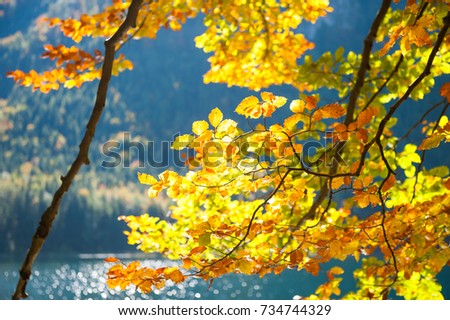 Yellow autumn trees on the coast of mountain lake. Selective focus