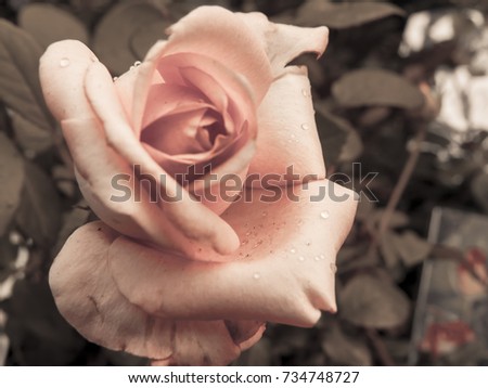  Vintage beautiful  defocused  photo   rose flowers in garden.Retro romantic background.