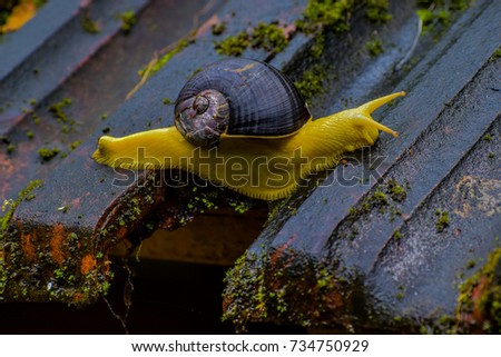yellow snail moving slowly on top of the house with confident. this shows to everyone can reach our destination if you have confidence. no matter how big and how fast you are.