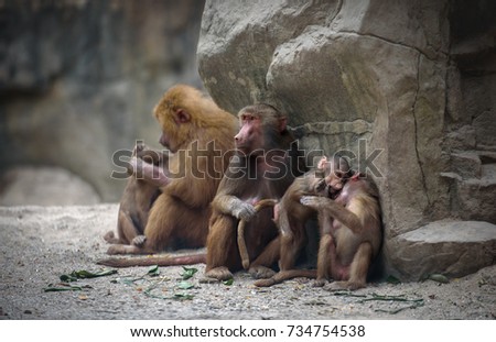 Family of Hamadryas baboon monkeys with its babies at rest