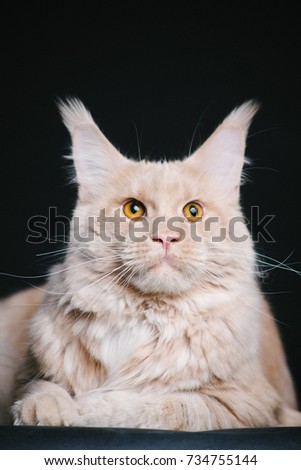 young maine coon portrait on a black background
