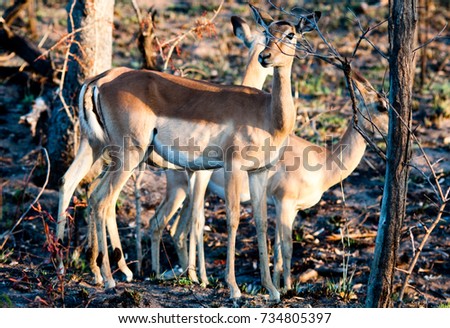 A small group of female Impala (Aepyceros melampus) pictured in South Africa.