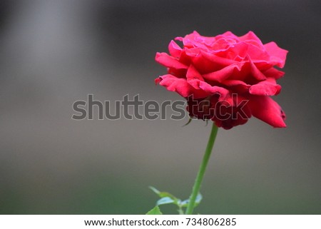 Beautiful Closeup of Red Flower 
